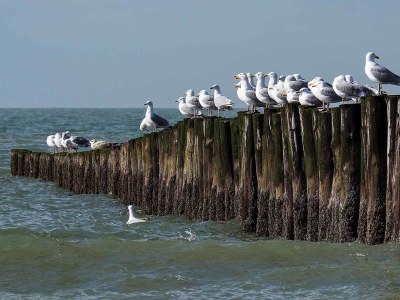 Chalet Duinpark Westerschouwen - Environment photo 15