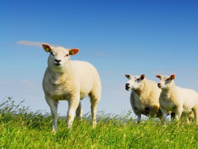 Cottage The Old Dike - Environment photo 18