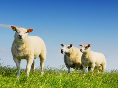 Holiday house Hoogelandt 126 - Environment photo 5