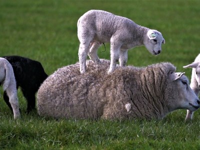 Holiday house Hoogelandt 126 - Environment photo 11