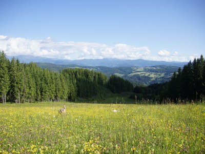 Holiday apartment Astrid - Outdoor photo 23