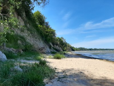 Holiday apartment field flowers - Environment photo 17