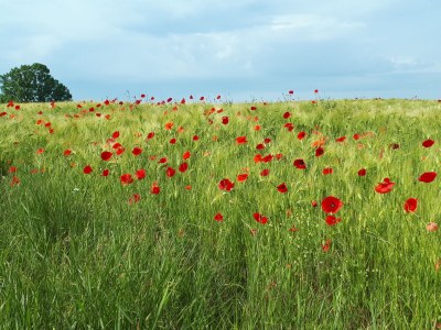 Holiday apartment Holiday at the baltic seaside - Environment photo 37
