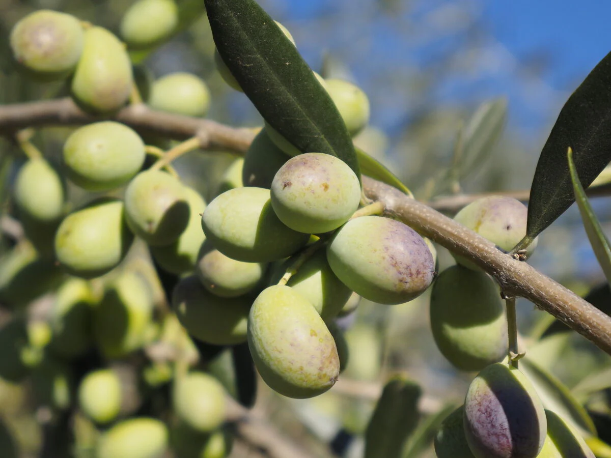 Holiday house La Marjuliere - Outdoor photo 5