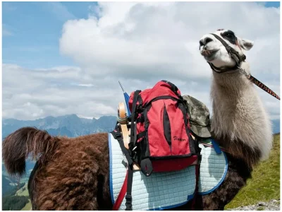 Chalet Jasmin - Environment photo 27