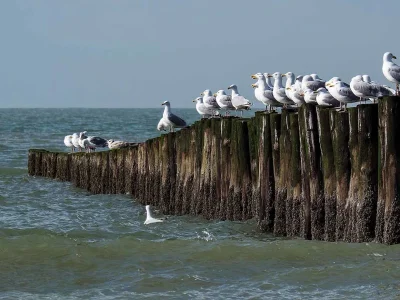 Chalet Duinpark Westerschouwen - Chalet 1 - Environment photo 17
