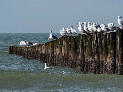 Chalet Duinpark Westerschouwen - Chalet 2 - Environment photo 17