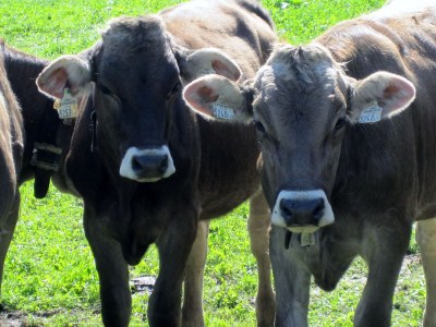 Holiday apartment Sonnblick im Huaterhof - Environment photo 22