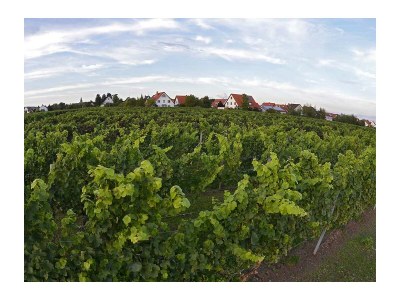 Holiday apartment Haus am Weinberg - Environment photo 20