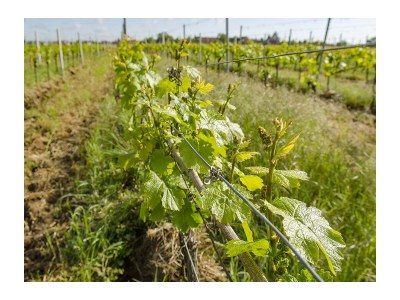 Holiday apartment Haus am Weinberg - Environment photo 22