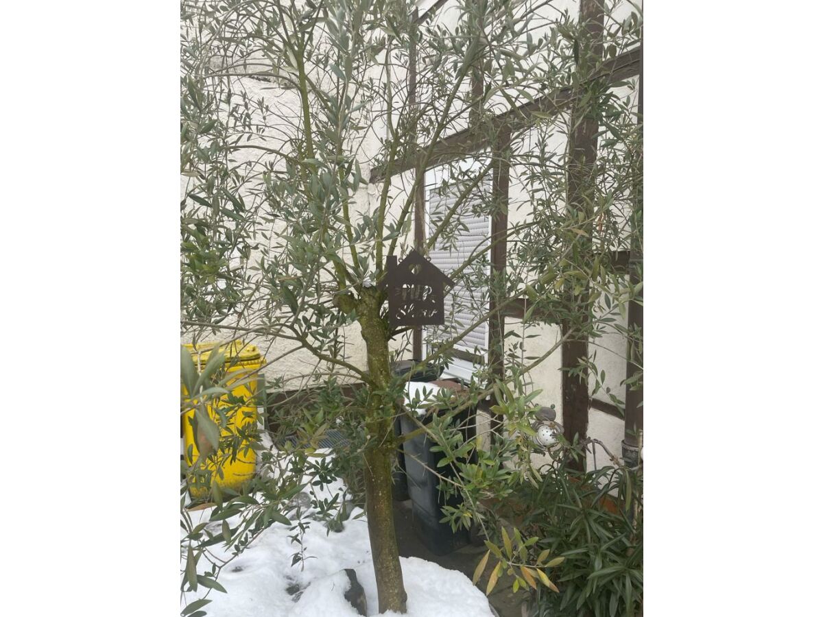 Holiday house Ahrstübchen - Outdoor photo 3