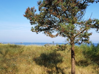 Holiday apartment Beach and more - Environment photo 18