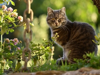 Holiday apartment Elisio (OG) Casa Elisio - Outdoor photo 16