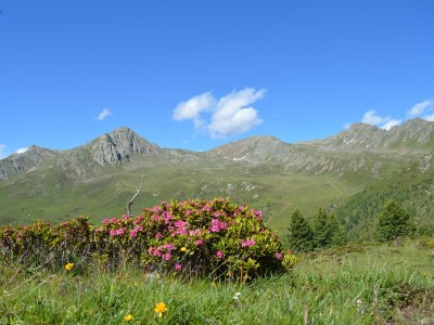 Holiday apartment Almenblick - Environment photo 27