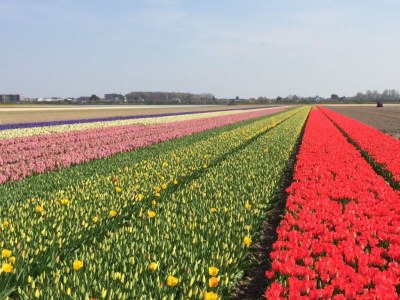 Holiday apartment van Rijn - Environment photo 15