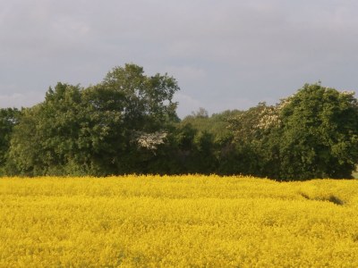 Holiday apartment Buchenblick - Outdoor photo 4