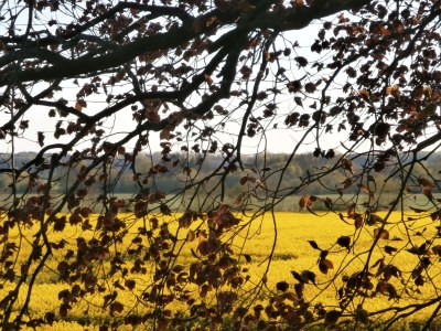 Holiday apartment Buchenblick - Outdoor photo 7