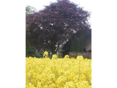 Holiday apartment Buchenblick - Outdoor photo 8