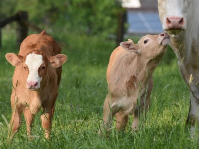 Holiday apartment holiday home Güse - Environment photo 27