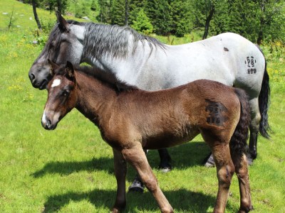 Holiday apartment Fankhauser - Document photo 32