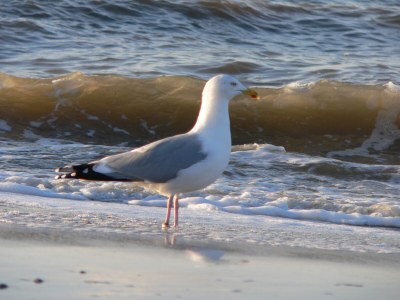 Villa Karekiet - Environment photo 33