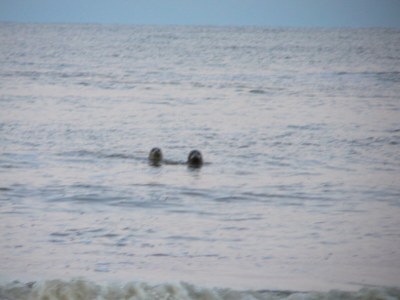 Villa Karekiet - Environment photo 37