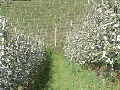 Holiday apartment Voglsang - Environment photo 19