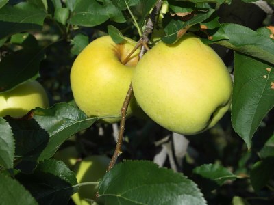 Holiday apartment Voglsang - Environment photo 22