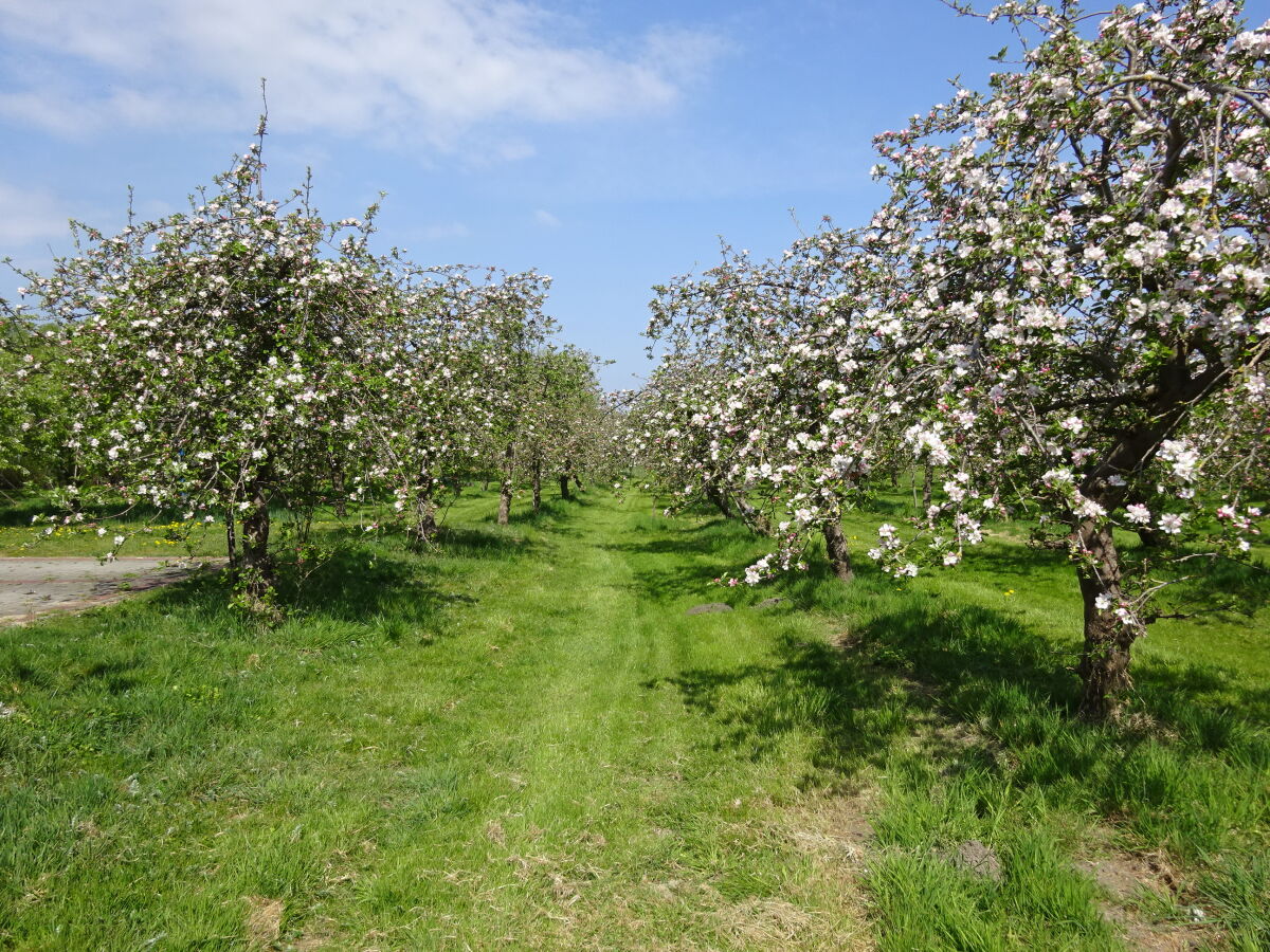 Holiday apartment Obsthof View 2 - Outdoor photo 5