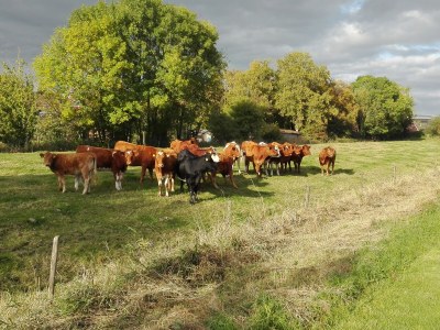 Holiday apartment Obsthof View 2 - Environment photo 32