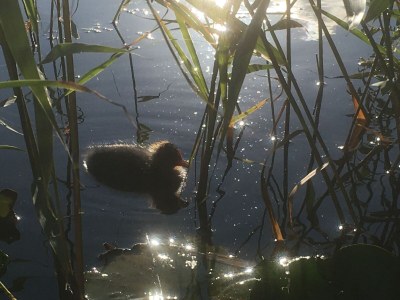 Holiday house Buitenplaats 79 - Outdoor photo 11