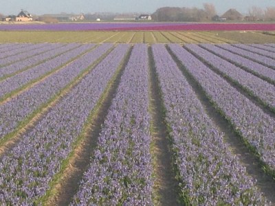 Holiday house Buitenplaats 79 - Environment photo 28