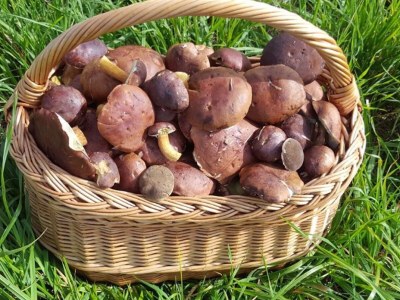 Holiday house Hohenraunau - Environment photo 33