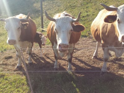 Holiday apartment Morlok - Outdoor photo 5