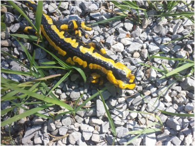 Holiday apartment Morlok - Environment photo 32