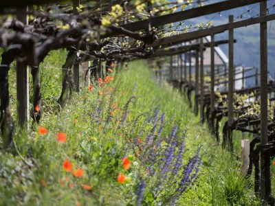 Holiday apartment Pergola at Pardellerhof - Outdoor photo 8