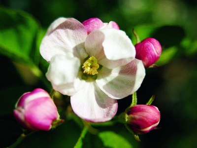 Holiday apartment Pergola at Pardellerhof - Environment photo 29