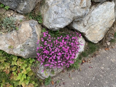 Holiday apartment "Bärental" - Outdoor photo 10