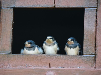 Holiday apartment Nimtz - Outdoor photo 6