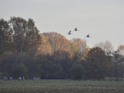 Holiday apartment Nimtz - Environment photo 31