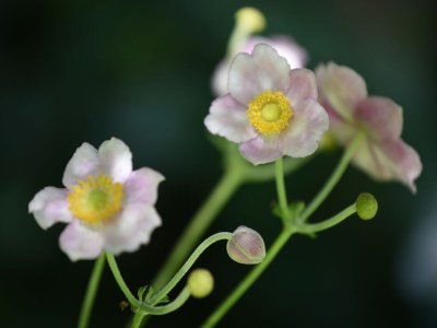 Holiday house de kok - Outdoor photo 18