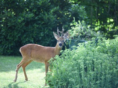 Holiday house de kok - Outdoor photo 19