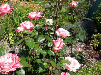 Holiday house Lindenberg - Outdoor photo 3