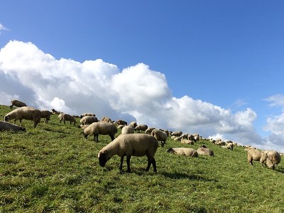 Holiday apartment Rudis Obstgarten - Environment photo 16