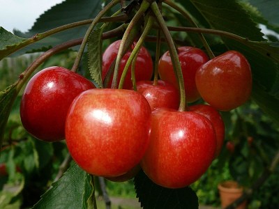 Holiday apartment Rudis Obstgarten - Environment photo 20