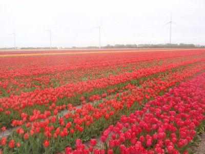 Holiday apartment Voorweg - Environment photo 19