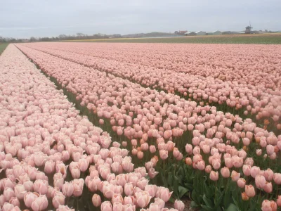 Holiday apartment Voorweg - Environment photo 20