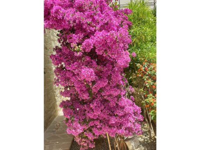 Holiday house Vouno - Outdoor photo 14