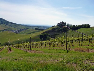 Holiday apartment House Margot Armbruster in the Black Forest - Environment photo 14