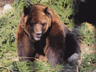 Holiday apartment House Margot Armbruster in the Black Forest - Environment photo 17